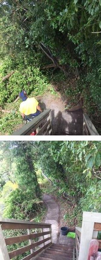 Garden Makeover in Frankston South - before and after - We removed some low hanging tree branches and lots of Ivy to expose a path and staircase.

As you can see from the &#39;before&#39; photo, you wouldn&#39;t even know there was actually a path under all that!