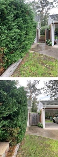 Hedging in Frankston South- before & after - This Conifer hedge needed a good Winter prune.