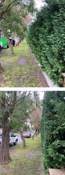 Hedging in Frankston South- before & after - Pruning of Conifer hedge. The customer thinks the results are fantastic.&nbsp;