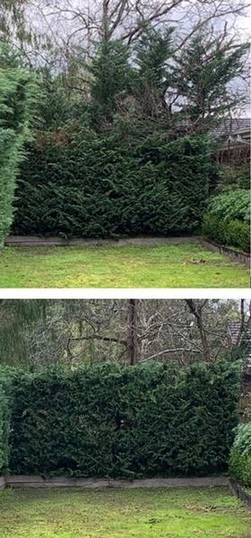 Hedging in Frankston South- before & after - This customer had just bought this house and decided that all the hedges needed a good Winter prune.&nbsp;