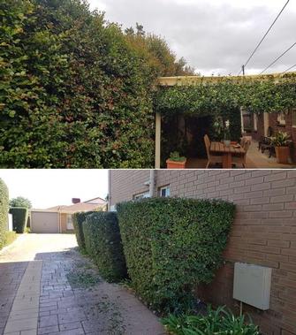 Hedging - before & after - If your hedges are looking a bit scruffy (top photo), then I can get them looking neater (bottom photo).