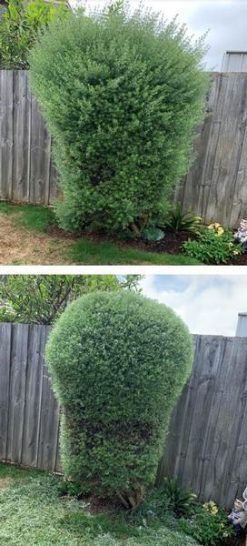 Hedging - before & after