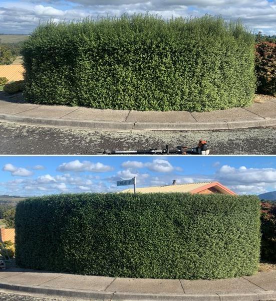 Hedging - before & after