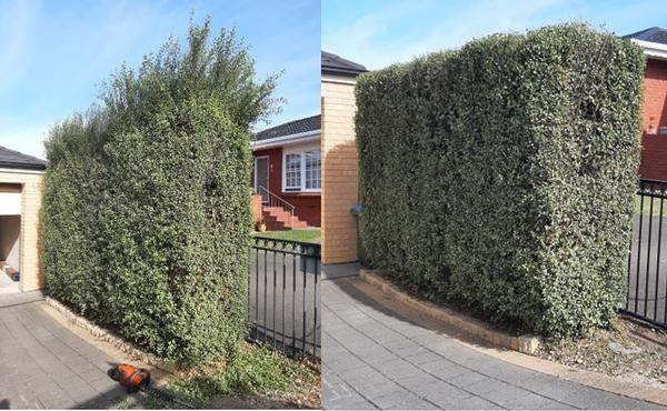 Hedging - before & after