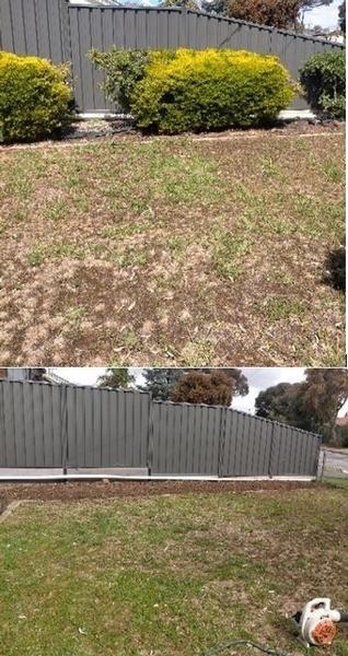 Shrub removal - before & after