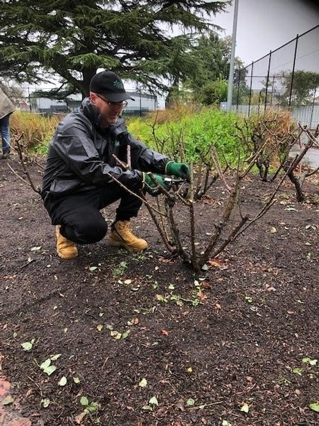 Rose Pruning