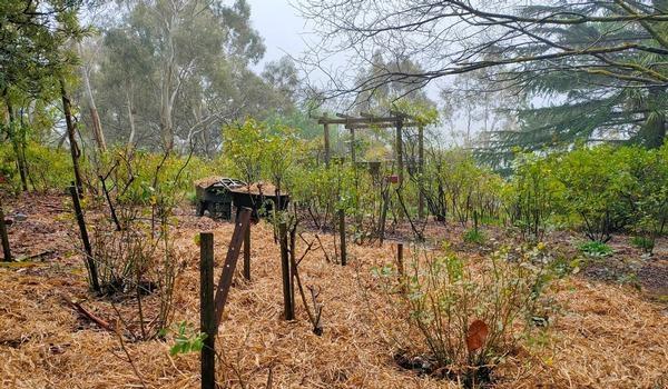 Mulching - Happy Valley - Afternoon spent mulching this rose garden of around 500 roses. Great location.