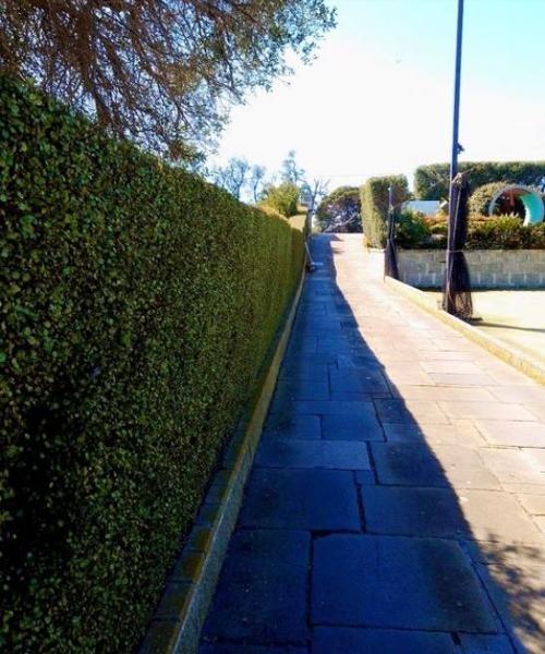 Hedging in Beaconsfield - Love how this hedge&nbsp;turned out.&nbsp;