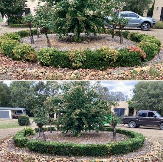 Hedge trimming - before & after