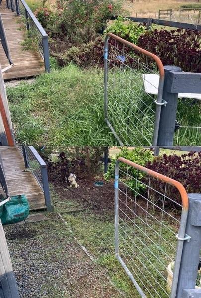 Benalla Yard tidy 2 - before & after