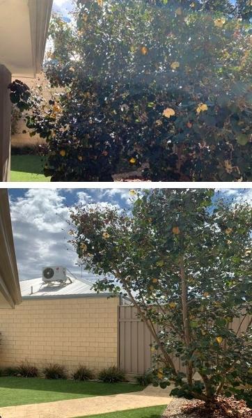 Shrub Pruning (Cottonwood) - before & after