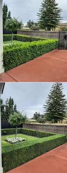 Hedging in Blakeview - before & after