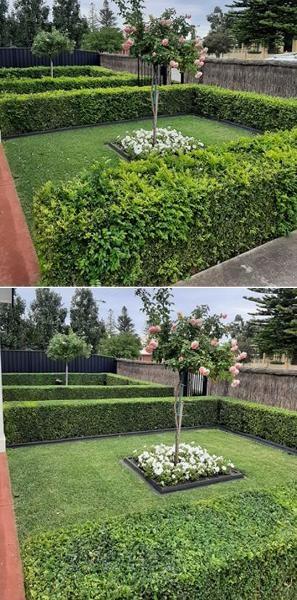 Hedging in Blakeview - before & after