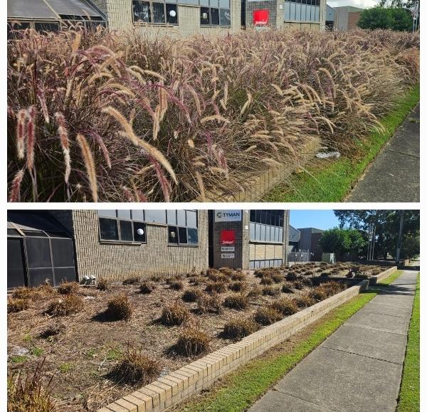 Cut back of Purple Fountain Grass - before & after
