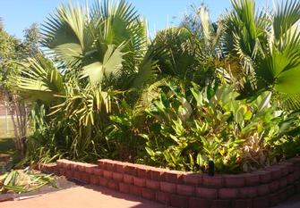 Palmerston Aged care -
This is one of the gardens beds that was cleaned up (before picture), for the Palmerston Aged care Centre. The complex gardens took us in total 5 days to clean up,