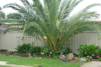 Lawn in Mount Barker - After #2