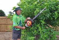Annual Mulberry tree pruning
