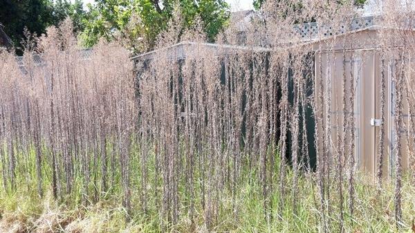 Sprayed with a Specific Herbicide