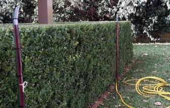 Using a WATER level. - If it was good enough for the Egyptians it’s good enough for your hedge.