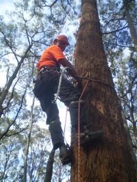 We deal with trees small and BIG.