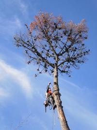 I prune hedges, roses, fruit trees and all other trees, along with large ones like this.