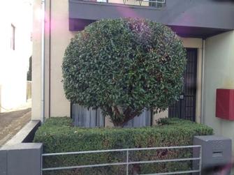 Hedge shaping in Port Melbourne - Who would have thought that it looked like this once before. The english box hedge underneath came up pretty good too!