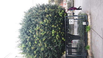 Quest Apartments hedge trimming - Before shot hedge trimming in South Yarra.