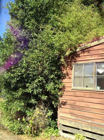 Before Shot 1 - Does this photo look familiar...? I&#39;m always seeing this kind of thing in my clients properties.

Over grown trees around the house can lead to gutters being cluttered, possum&#39;s getting in to the roof and damage to your paint work.