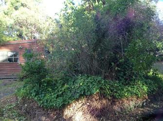 Over grown garden before - Now here&#39;s a site that can look overwhelming. This had dead branches, black berries, self sown trees &amp; more.
