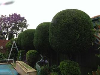 Hedge work.