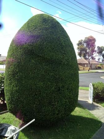 Hedge work.