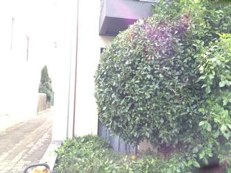 Hedge shaping in Port Melbourne - Rounding off this tree makes all the diference. Brings the front of this town house in Port Melbourne to life!