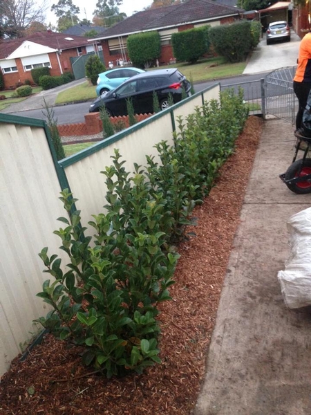 New plantings
