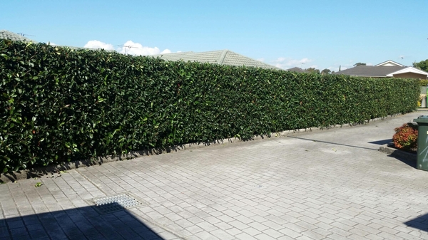 Hedging - after