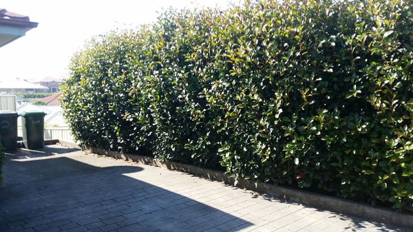 Hedging - before