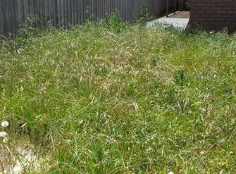 BEFORE:  Overgrown lawns & edges, indicative of backyard miniature forests in Melton
