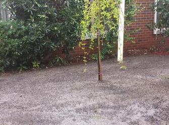 Vip completed area of levelled/rolled topsoil & seed, inc: weeping Mulberry feature tree in courtyard at Nursing home