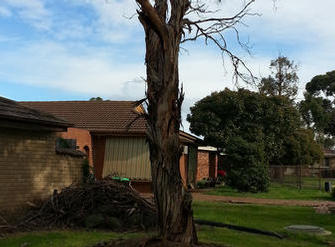 BEFORE:  Large dead potentially dangerous tree