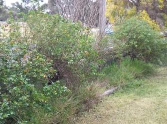 BEFORE:  Overgrown roses, overgrown grass in beds & edges