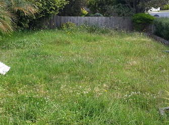 BEFORE:  Overgrown grass edges bushes & hedges indicative of a miniature forest!