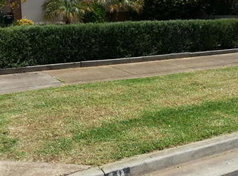 After shots continued front nature manicured & image of hedge levelled/trimmed greenwaste taken