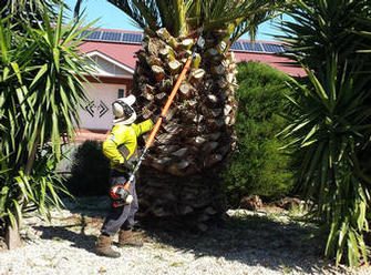 Vip specialised Aborist Pole Trimmer in action