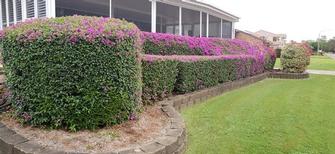 Bougainvillea Hedge