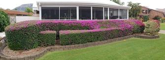 Bougainvillea Hedge