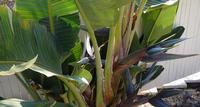 In Flower - A giant Bird of Paradise in flower.