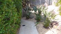 Make A Path! - Maraya Hedge and Bird of Paradise to frame a walkway.